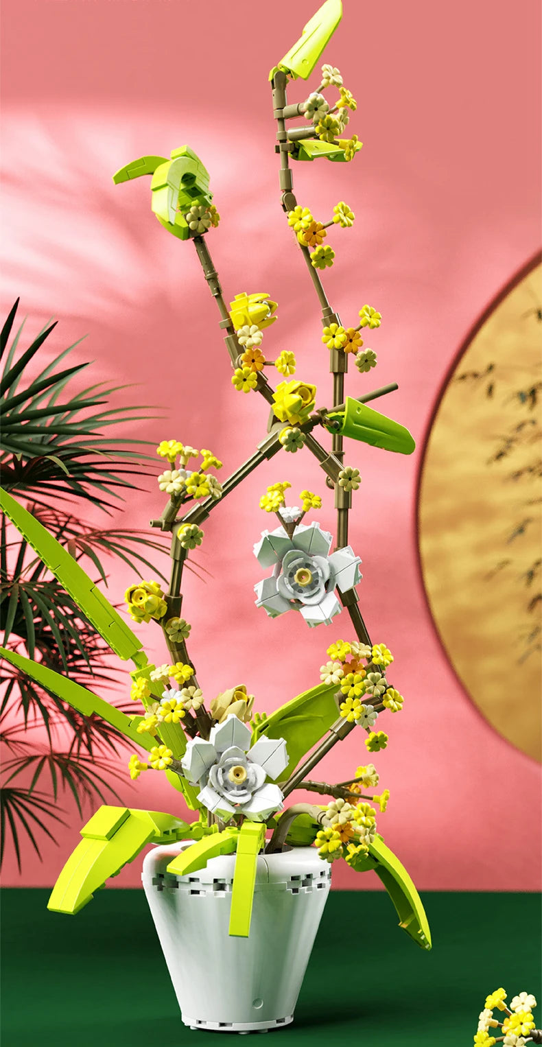 CAN0000076 - Ensemble de bonsaïs d'orchidées à fleurs blanches et jaunes