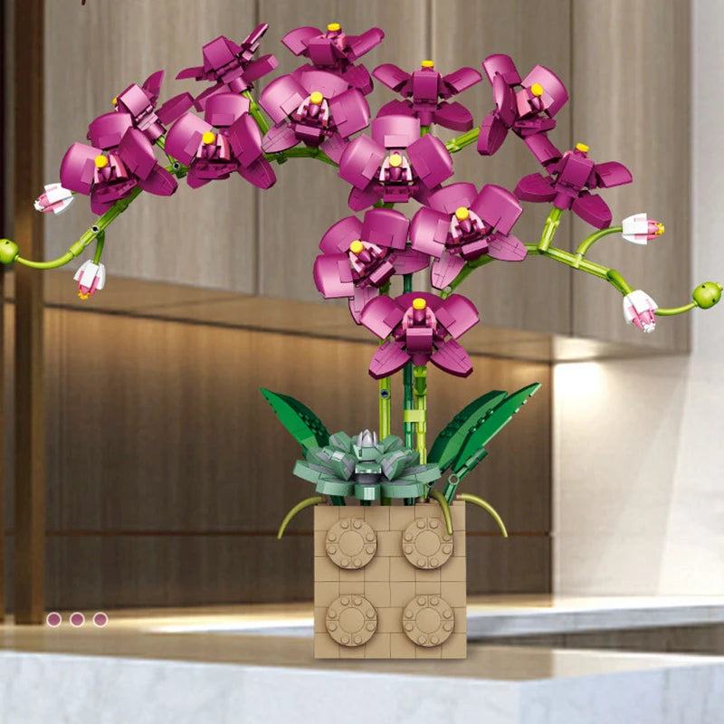 CAN0000073 - Phalaenopsis multiple color Orchids