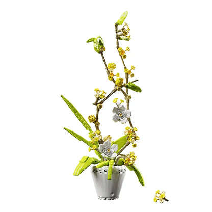 CAN0000076 - Ensemble de bonsaïs d'orchidées à fleurs blanches et jaunes 